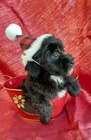 Noel, a female Poodle - Toy  and Miniature Aussiedoodle for sale in Hillsboro, MO – Photo 1 of 3