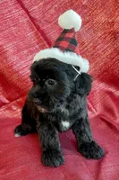 Noel, a female Poodle - Toy  and Miniature Aussiedoodle for sale in Hillsboro, MO – Photo 3 of 3