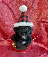 Noel, a female Poodle - Toy  and Miniature Aussiedoodle for sale in Hillsboro, MO – Photo 2 of 3