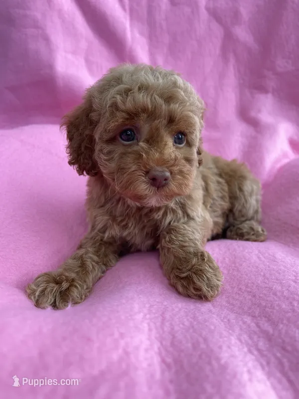 Orange – Poodle - Toy  puppy for sale in Hillsboro, MO