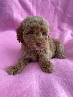 Orange, a female Poodle - Toy  for sale in Hillsboro, MO – 1 of 3