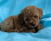 Teddy, a male Poodle - Toy  for sale in Hillsboro, MO – 1 of 3