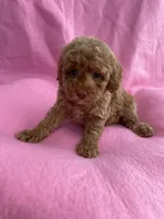 Orange, a female Poodle - Toy  for sale in Hillsboro, MO – 2 of 3
