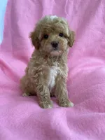 Daisy, a female Poodle - Toy  for sale in Hillsboro, MO – 4 of 4