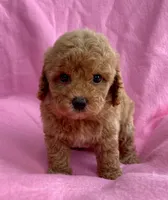 Pink , a female Poodle - Toy  for sale in Hillsboro, MO – 1 of 3