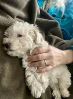 Jax, a male Poodle - Toy  for sale in Hillsboro, MO – Photo 5 of 6