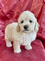 Jax, a male Poodle - Toy  for sale in Hillsboro, MO – Photo 1 of 6