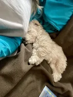 Jax, a male Poodle - Toy  for sale in Hillsboro, MO – Photo 6 of 6