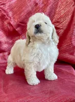 Jax, a male Poodle - Toy  for sale in Hillsboro, MO – Photo 4 of 6
