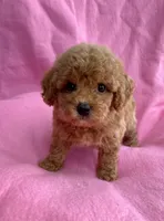 Pink , a female Poodle - Toy  for sale in Hillsboro, MO – 3 of 3
