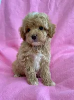 Daisy, a female Poodle - Toy  for sale in Hillsboro, MO – 2 of 4