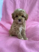 Daisy, a female Poodle - Toy  for sale in Hillsboro, MO – 3 of 4