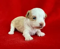 Cookie, a female Poodle - Toy  and Miniature Aussiedoodle for sale in Hillsboro, MO – Photo 8 of 9
