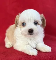 Cookie, a female Poodle - Toy  and Miniature Aussiedoodle for sale in Hillsboro, MO – Photo 6 of 9