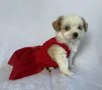 Cookie, a female Poodle - Toy  and Miniature Aussiedoodle for sale in Hillsboro, MO – Photo 4 of 9