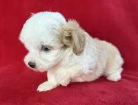 Cookie, a female Poodle - Toy  and Miniature Aussiedoodle for sale in Hillsboro, MO – Photo 7 of 9