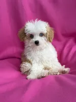 Cookie, a female Poodle - Toy  and Miniature Aussiedoodle for sale in Hillsboro, MO – Photo 2 of 9