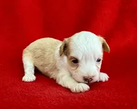 Cookie, a female Poodle - Toy  and Miniature Aussiedoodle for sale in Hillsboro, MO – Photo 9 of 9