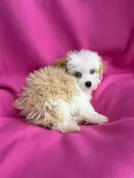 Cookie, a female Poodle - Toy  and Miniature Aussiedoodle for sale in Hillsboro, MO – Photo 3 of 9