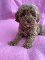 Orange, a female Poodle - Toy  for sale in Hillsboro, MO – 3 of 3