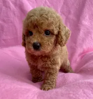 Pink , a female Poodle - Toy  for sale in Hillsboro, MO – 2 of 3