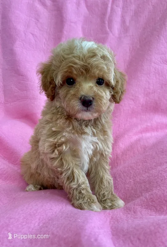 Daisy – Poodle - Toy  puppy on hold in Hillsboro, MO