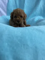 Teddy, a male Poodle - Toy  for sale in Hillsboro, MO – 3 of 3