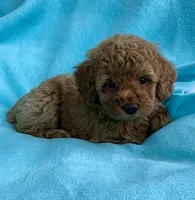 Teddy, a male Poodle - Toy  for sale in Hillsboro, MO – 2 of 3