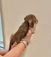 AKC  SMALL CHOCOLATE # 1, a male Miniature Dachshund for sale in Okmulgee, OK – 4 of 5