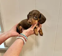 AKC  SMALL CHOCOLATE # 2, a male Miniature Dachshund for sale in Okmulgee, OK – 3 of 5