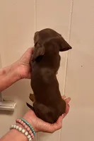 AKC  SMALL CHOCOLATE # 2, a male Miniature Dachshund for sale in Okmulgee, OK – 5 of 5