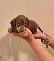 AKC  SMALL CHOCOLATE # 1, a male Miniature Dachshund for sale in Okmulgee, OK – 1 of 5