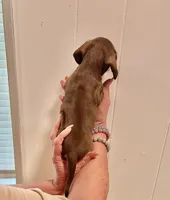 AKC  SMALL CHOCOLATE # 1, a male Miniature Dachshund for sale in Okmulgee, OK – 5 of 5