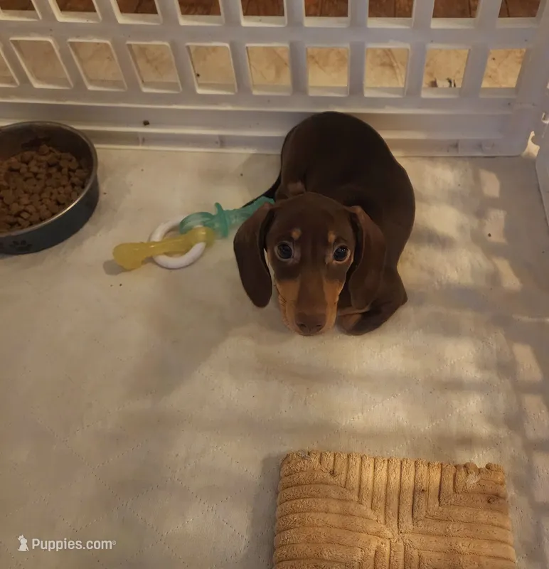 AKC  SMALL LIGHT CHOCOLATE # 1 – Miniature Dachshund puppy for sale in Okmulgee, OK