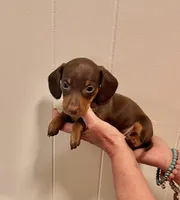 AKC  SMALL CHOCOLATE # 2, a male Miniature Dachshund for sale in Okmulgee, OK – 4 of 5