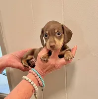 AKC  SMALL CHOCOLATE # 1, a male Miniature Dachshund for sale in Okmulgee, OK – 3 of 5