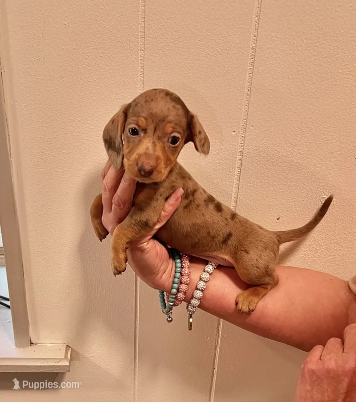 AKC  SMALL Chocolate Dapple – Miniature Dachshund puppy for sale in Okmulgee, OK