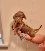 AKC  SMALL Chocolate Dapple, a female Miniature Dachshund for sale in Okmulgee, OK – 1 of 5