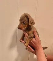 AKC  SMALL Chocolate Dapple, a female Miniature Dachshund for sale in Okmulgee, OK – 4 of 5
