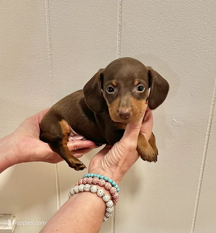 AKC  SMALL CHOCOLATE # 2 – Miniature Dachshund puppy for sale in Okmulgee, OK
