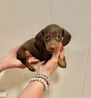 AKC  SMALL CHOCOLATE # 2, a male Miniature Dachshund for sale in Okmulgee, OK – 1 of 5