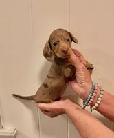 AKC  SMALL Chocolate Dapple, a female Miniature Dachshund for sale in Okmulgee, OK – 5 of 5