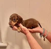 AKC  SMALL CHOCOLATE # 1, a male Miniature Dachshund for sale in Okmulgee, OK – 2 of 5