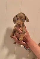 AKC  SMALL Chocolate Dapple, a female Miniature Dachshund for sale in Okmulgee, OK – 3 of 5