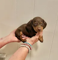 AKC  SMALL CHOCOLATE # 2, a male Miniature Dachshund for sale in Okmulgee, OK – 2 of 5