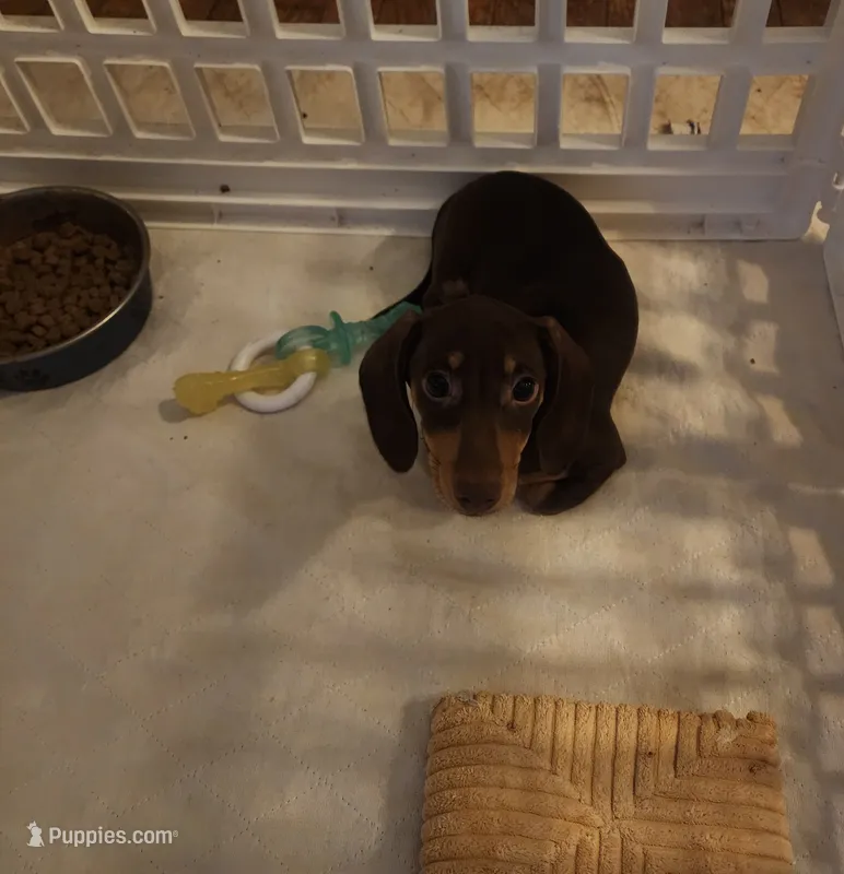 AKC  SMALL LIGHT CHOCOLATE # 1 – Miniature Dachshund puppy for sale in Okmulgee, OK
