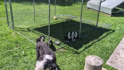 Charlie Brown, a male Sheepadoodle for sale in Endicott, NY – 5 of 8