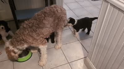 Charlie Brown, a male Sheepadoodle for sale in Endicott, NY – 7 of 8