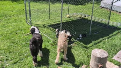 Charlie Brown, a male Sheepadoodle for sale in Endicott, NY – 6 of 8
