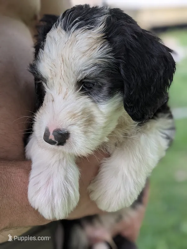 Charlie Brown – Sheepadoodle puppy for sale in Endicott, NY
